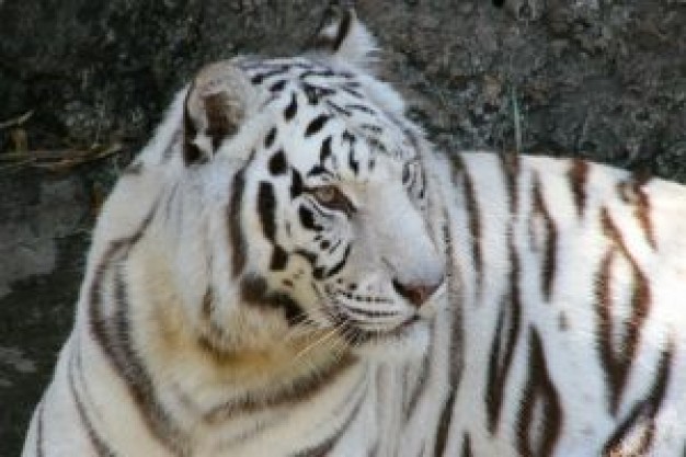 Tiger white Bengal tiger tiger about Felidae Siberian tiger